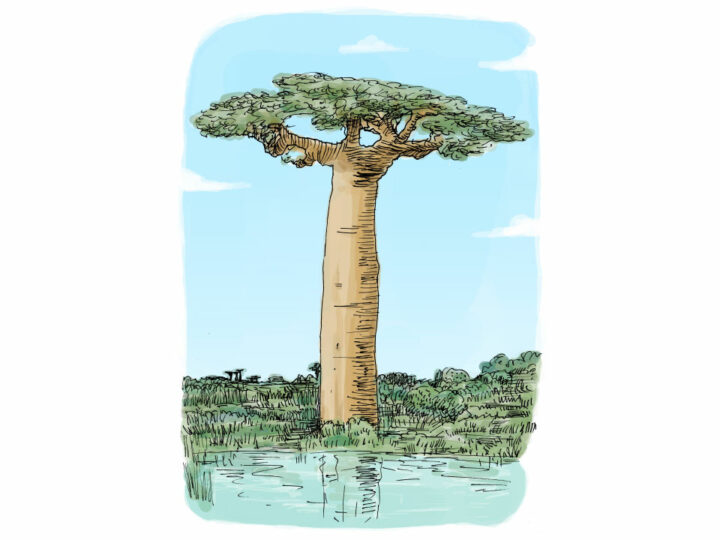 Antônio Baobab